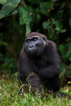 Western lowland gorilla (Gorilla gorilla gorilla) sub-adult female 'Mosoko' aged 8 years sitting at the edge of the forest, Bai Hokou, Dzanga Sangha Special Dense Forest Reserve, Central African Repub...