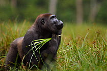 Western lowland gorilla (Gorilla gorilla gorilla) sub-adult male 'Kunga' aged 13 years scratching under his chin whilst feeding on sedge grasses, Bai Hokou, Dzanga Sangha Special Dense Forest Reserve,...