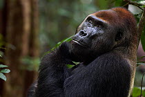 Western lowland gorilla (Gorilla gorilla gorilla) dominant male silverback 'Makumba' aged 32 years head and shoulders portrait, Bai Hokou, Dzanga Sangha Special Dense Forest Reserve, Central African R...