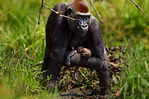 Western lowland gorilla (Gorilla gorilla gorilla) female 'Malui' carrying her stillborn infant in her arms, Bai Hokou, Dzanga Sangha Special Dense Forest Reserve, Central African Republic. December 20...