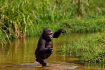 Western lowland gorilla (Gorilla gorilla gorilla) juvenile male 'Tembo' aged 4 years crossing a river bi-pedally, Bai Hokou, Dzanga Sangha Special Dense Forest Reserve, Central African Republic. Decem...
