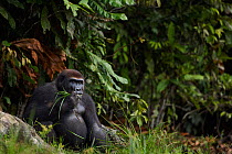 Western lowland gorilla (Gorilla gorilla gorilla) sub-adult male 'Kunga' aged 13 years sitting at the edge of the forest, Bai Hokou, Dzanga Sangha Special Dense Forest Reserve, Central African Republi...