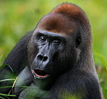 Western lowland gorilla (Gorilla gorilla gorilla) dominant male silverback 'Makumba' aged 32 years head and shoulders portrait, Bai Hokou, Dzanga Sangha Special Dense Forest Reserve, Central African R...