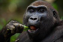 Western lowland gorilla (Gorilla gorilla gorilla) sub-adult female 'Mosoko' aged 8 years feeding on sedge grasses, Bai Hokou, Dzanga Sangha Special Dense Forest Reserve, Central African Republic. Dece...