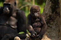 Western lowland gorilla (Gorilla gorilla gorilla) infant 'Sopo' aged 18 months sitting on a tree buttress, with mother nearby, Bai Hokou, Dzanga Sangha Special Dense Forest Reserve, Central African Re...