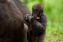 Western lowland gorilla (Gorilla gorilla gorilla) infant 'Sopo' aged 18 months sucking on a piece of rotten wood, Bai Hokou, Dzanga Sangha Special Dense Forest Reserve, Central African Republic. Decem...