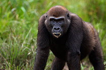 Western lowland gorilla (Gorilla gorilla gorilla) sub-adult female 'Mosoko' aged 8 years standing portrait, Bai Hokou, Dzanga Sangha Special Dense Forest Reserve, Central African Republic. December 20...