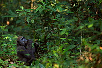 Western lowland gorilla (Gorilla gorilla gorilla) juvenile male 'Mobangi' aged 5 years feeding on shoots in forest, Bai Hokou, Dzanga Sangha Special Dense Forest Reserve, Central African Republic. Nov...