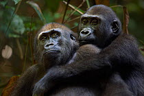 Western lowland gorilla (Gorilla gorilla gorilla) juvenile males 'Mobangi' aged 5 years and 'Tembo' aged 4 years playing together, Bai Hokou, Dzanga Sangha Special Dense Forest Reserve, Central Africa...