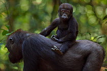 Western lowland gorilla (Gorilla gorilla gorilla) infant 'Sopo' aged 18 months riding on his mother 'Mopambi's' back, Bai Hokou, Dzanga Sangha Special Dense Forest Reserve, Central African Republic. D...