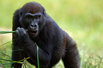 Western lowland gorilla (Gorilla gorilla gorilla) sub-adult female 'Mosoko' aged 8 years feeding on sedge grasses Bai Hokou, Dzanga Sangha Special Dense Forest Reserve, Central African Republic. Novem...