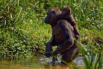 Western lowland gorilla (Gorilla gorilla gorilla) female 'Mopambi' carrying her baby 'Sopo' aged 18 months, walking bi-pedally to cross a river, Bai Hokou, Dzanga Sangha Special Dense Forest Reserve,...