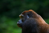 Western lowland gorilla (Gorilla gorilla gorilla) sub-adult male 'Kunga' aged 13 years head and shoulders portrait, Bai Hokou, Dzanga Sangha Special Dense Forest Reserve, Central African Republic. Nov...