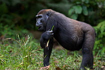 Western lowland gorilla (Gorilla gorilla gorilla) sub-adult female 'Mosoko' aged 8 years feeding on sedge grasses in Bai Hokou, Dzanga Sangha Special Dense Forest Reserve, Central African Republic. No...