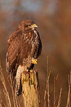 Common buzzard (Buteo buteo) perched on fence in winter, France, December