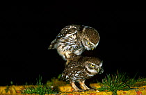Little owl (Athene noctua) pair mating at night, France