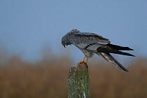 Montagu's Harrier (Circus pygargus) male coughing up pellet, France, June