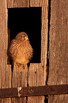 Kestrel (Falco tunninculus) on nest box window, France, June