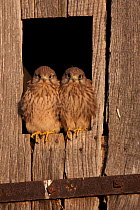 Kestrel (Falco tunninculus) two young birds perched on window of nest box, France, June