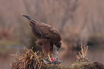 Western Marsh harrier (Circus aeruginosus) eating a dead Copyu / Nutria in winter, France, February