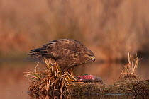 Common buzzard (Buteo buteo) eating a dead Copyu / Nutria in winter, France, February