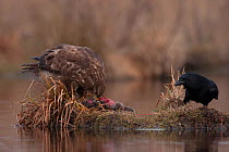Common buzzard (Buteo buteo) eating a dead Copyu / Nutria in winter, with crow coming in to scavenge, France, February