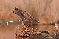 Common buzzard (Buteo buteo) eating dead Copyu / Nutria in winter, leaning forward and defecating, France, February