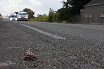 Little owl (Athene noctua) dead on the road with cars behind, France