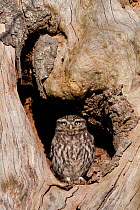 Little owl (Athene noctua)  during the day in an old tree, France, March