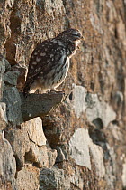Little owl (Athene noctua) during the day on a wall, coughing up a pellet, France, October