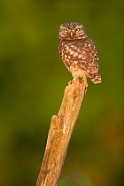 Little owl (Athene noctua) perched, portrait, France, June