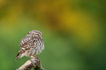 Little owl (Athene noctua) hunkered down, profile portrait, France, June