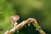 Little owl (Athene noctua) coughing up a pellet, France, July
