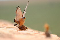 Lesser kestrel (Falco naumanni) male and female mating on roof of building, Spain, May