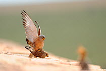 Lesser kestrel (Falco naumanni) male and female mating on roof of building, Spain, May