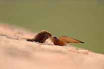 Lesser kestrel (Falco naumanni) male presents lizard to female, part of courtship, Spain, May