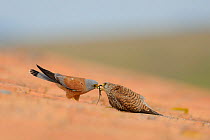 Lesser kestrel (Falco naumanni) male presents lizard to female, prior to mating, part of courtship, Spain, May