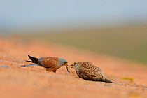 Lesser kestrel (Falco naumanni) on the roof of a sheepfold. Male offering female a lizard before mating, Spain