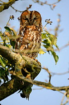Tawny Owl (Strix aluco) resting in tree during day, France, April