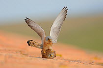 Lesser kestrel (Falco naumanni) male and female mating on building roof, Spain, May
