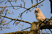 Tawny Owl (Strix aluco) young chick sitting in tree, France, April