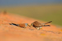 Lesser kestrel (Falco naumanni) male gives a cockroach to the female, pre-mating gift, part of courtship, Spain, May