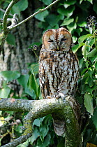 Tawny Owl (Strix aluco) in a tree during day, France, April