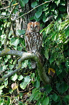 Tawny Owl (Strix aluco) sitting in tree in daytime, France, April