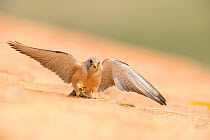 Lesser kestrel (Falco naumanni) male arrives with a lizard to give to female as pre-mating gift, part of courtship, Spain, May