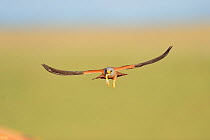 Lesser kestrel (Falco naumanni) male flying with a lizard in the beak, Spain