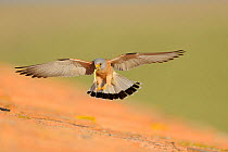 Lesser kestrel (Falco naumanni) male flies in with lizard in beak, as pre-mating gift for female, part of courtship, Spain, May