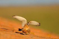 Lesser kestrel (Falco naumanni) male and female mating on building roof, Spain, May
