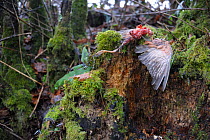 Sparrowhawk (Accipiter nisus) kill, remains of a bird in forest, France, January