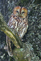 Tawny Owl (Strix aluco) in a tree, France, April